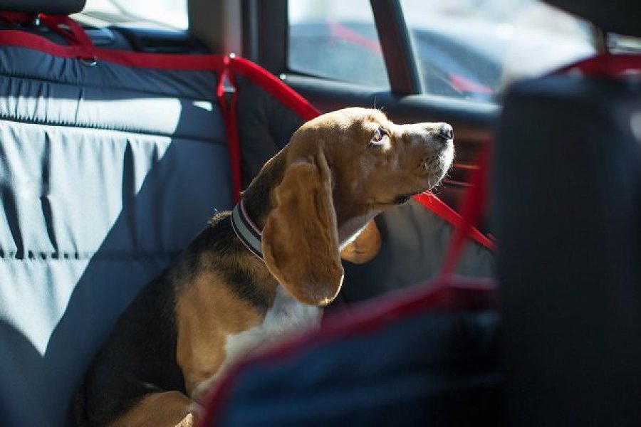 Saiba como transportar seu cão ou gato de forma segura, e dentro da lei, em viagens de carro