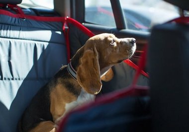 Saiba como transportar seu cão ou gato de forma segura, e dentro da lei, em viagens de carro